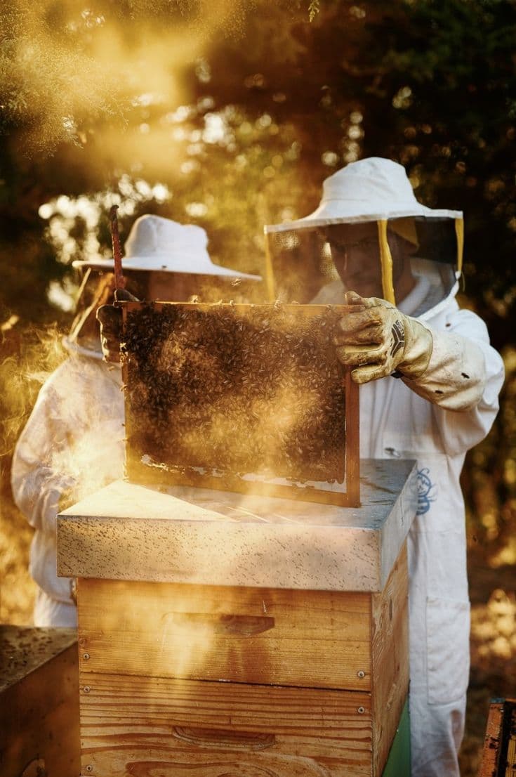 Beekeepers harvesting honey from a hive