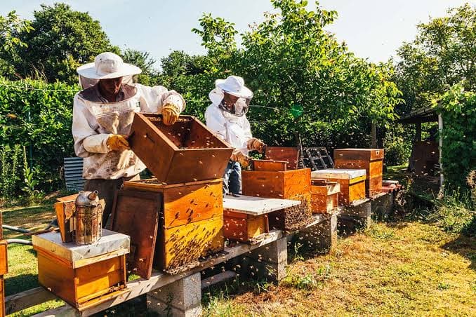 Commercial Apiary Setup & Expert Consultation